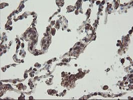PHF7 Antibody (clone OTI1G9)
