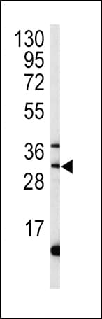 MPST Antibody (aa269-297)
