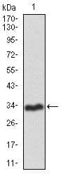 RNF74 / RAG1 Antibody (Amino Acid: 818-868, clone 1D9)