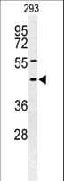 STX1A / Syntaxin 1A Antibody (aa29-57)