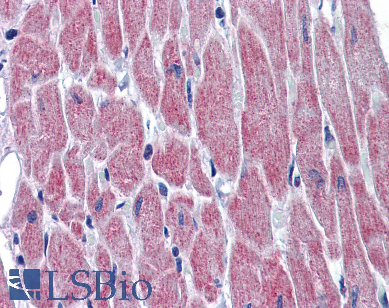 WNT10B Antibody (aa251-300)