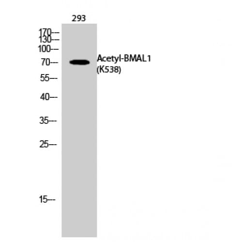 ARNTL / BMAL1 Antibody (acetylation site of K538.)