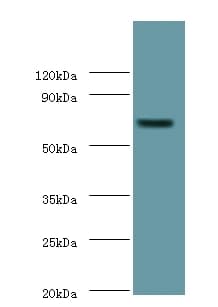 IHC-plus™ Polyclonal Rabbit anti-Mouse PLBD2 Antibody (IHC, WB)