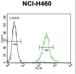 Polyclonal Rabbit anti-Human PRSS55 Antibody (aa289-318, WB)