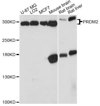 PRDM2 / RIZ1 Antibody