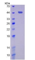 Mouse MMP14 Protein (Recombinant His, N-Terminal)
