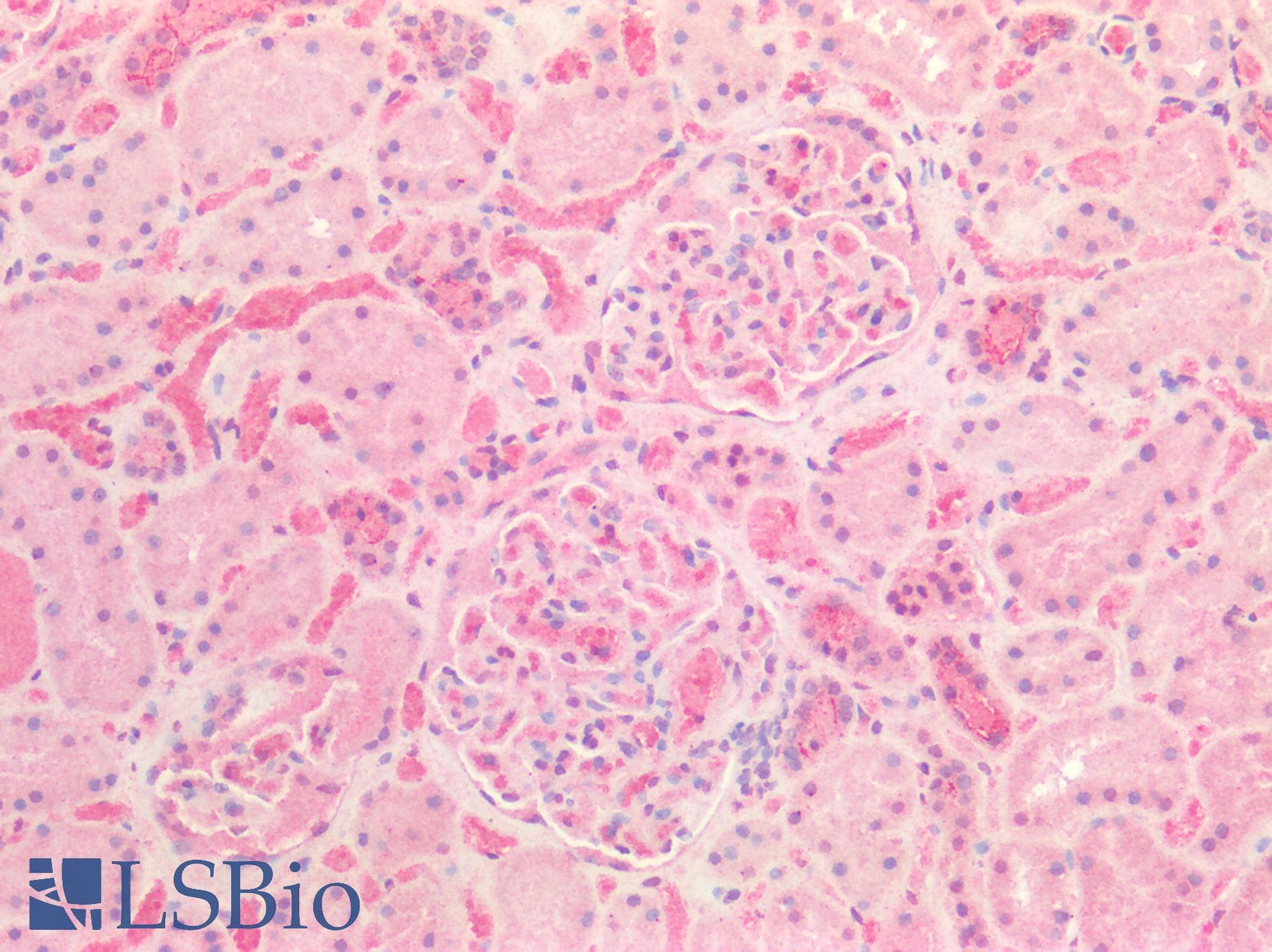 PathPlus™ Osteonectin / SPARC Antibody