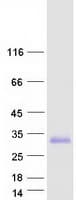 Human TMEM98 Protein (Recombinant Myc-DDK (Flag))