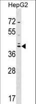 SOX7 Antibody (aa310-339)
