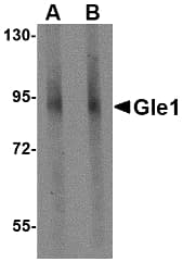 IHC-plus™ GLE1 Antibody
