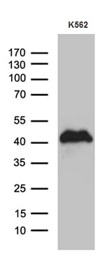 ITM2A Antibody (clone OTI2D5)
