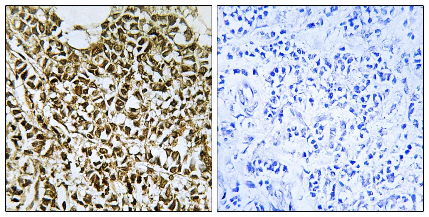 POLR3E / SIN Antibody