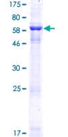 Human KIAA0513 Protein (Recombinant GST)