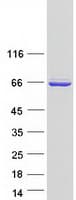 Human DNAJC1 Protein (Recombinant Myc-DDK (Flag))