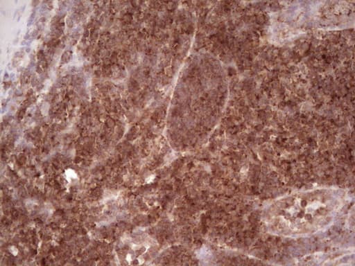 WIBG Antibody (clone OTI11C5)