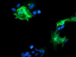 PECAM-1 / CD31 Antibody (clone OTI2C3)