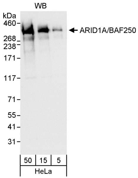 Polyclonal Rabbit anti-Human ARID1A / BAF250 Antibody (aa750-800, WB)