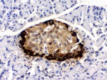 GLP1 / Glucagon-Like Peptide 1 Antibody