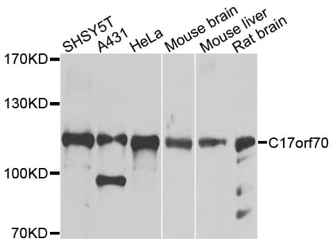 C17orf70 Antibody