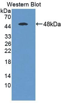RFK Antibody (aa1-155, Biotin)