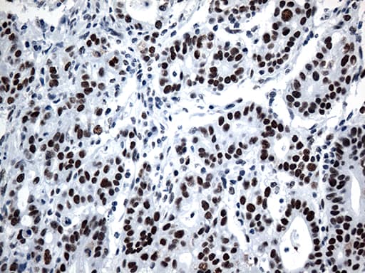 GTF3C4 Antibody (aa583-822, clone OTI3D4)