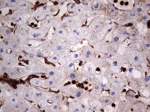 PKM2 Antibody (clone OTI12D5, Carrier-free)