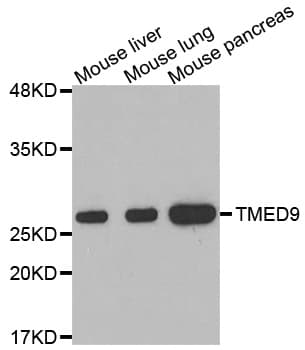 TMED9 Antibody