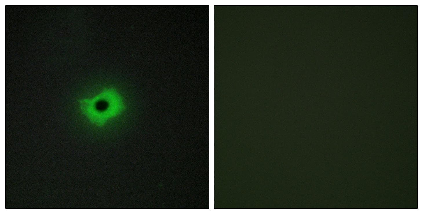 CD99 Antibody