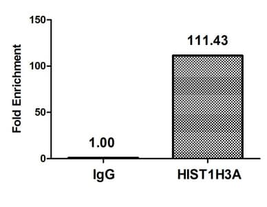 HIST1H3A Antibody