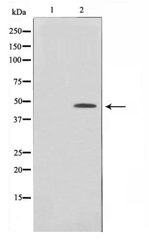 Polyclonal Rabbit anti-Human MAPK13 / p38delta Antibody (WB)