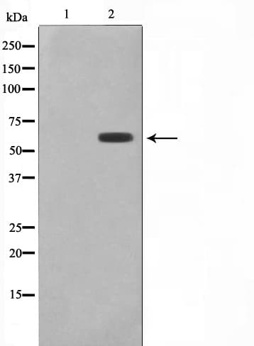 Polyclonal Rabbit anti-Human CYP2C19 Antibody (IF, WB)