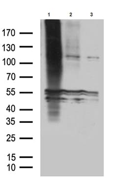 Monoclonal Mouse anti-Mouse GPR83 Antibody (clone OTI3E8, WB)