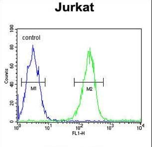 Polyclonal Rabbit anti-Human DTX1 / Deltex Antibody (aa382-410, IHC, WB)