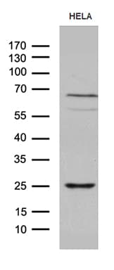 NABP1 / OBFC2A Antibody (clone OTI6B10)