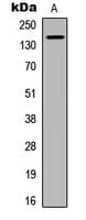 MST1R / RON Antibody (C-Terminus)