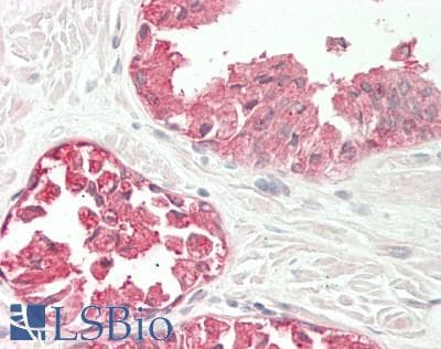IHC-plus™ Polyclonal Rabbit anti-Human LENG8 Antibody (aa489-664, IHC, WB)