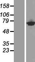 CTP Synthetase 2 / CTPS2 Protein (Over-Expression Lysate Myc-DDK (Flag))