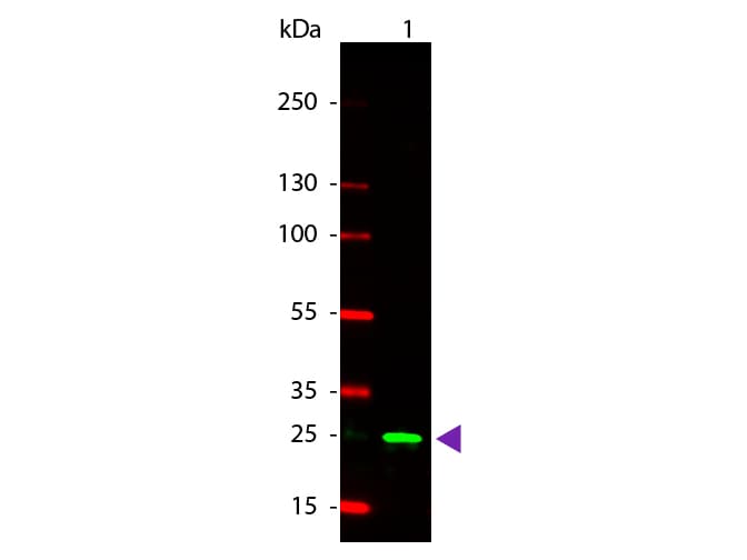 Polyclonal Rabbit anti-Schistosoma japonicum GST / Glutathione S-Transferase Antibody (TRITC, IF, WB)