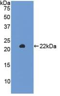 Rat SIRT3 / Sirtuin 3 Protein (Recombinant His, N-Terminal)