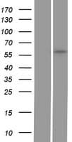 GGTLA1 / GGT5 Protein (Over-Expression Lysate Myc-DDK (Flag))