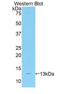 REPRIMO / RPRM Antibody (aa1-109)