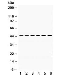 Polyclonal Rabbit anti-Human ARC / Arg3.1 Antibody (WB)