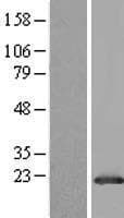 GLTP Protein (Over-Expression Lysate Myc-DDK (Flag))
