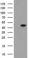 PACSIN3 Antibody (clone OTI4A5)