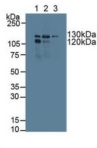 POLG Antibody (aa1041-1239, APC)