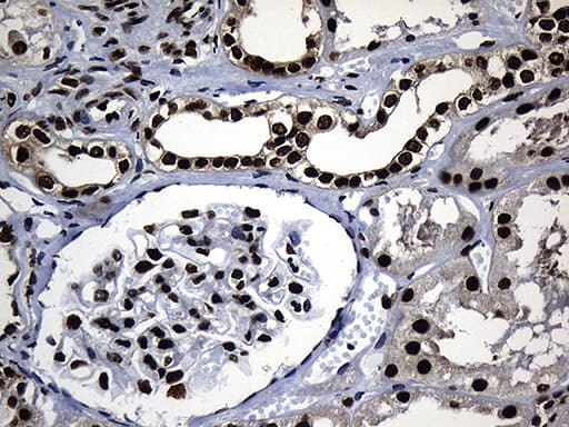 HNRNPH1 / hnRNP H Antibody (clone OTI2D11, Carrier-free)