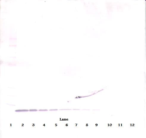 EGF Antibody