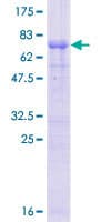 Human ZCWPW2 Protein (Recombinant GST, N-terminus)