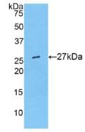 ARP5 / ANGPTL6 Antibody (aa238-457)