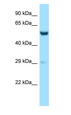Polyclonal Rabbit anti-Mouse ZC3H10 Antibody (aa64-113, WB)